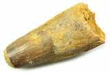 Fossil Spinosaurus Tooth - Feeding Worn Tooth #357745-1